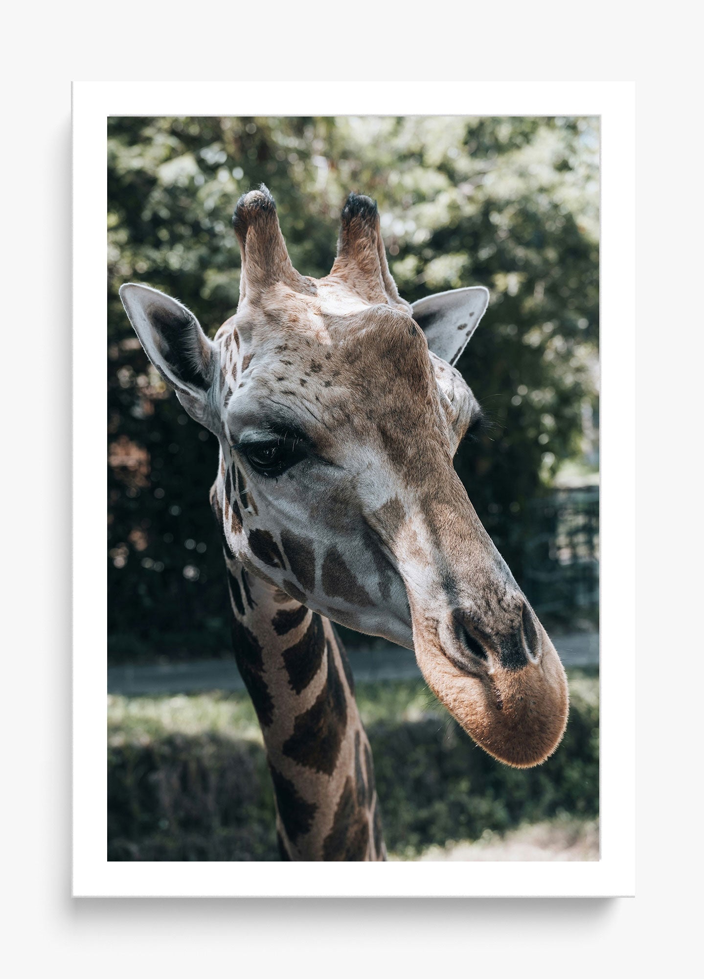 Gentle Giant