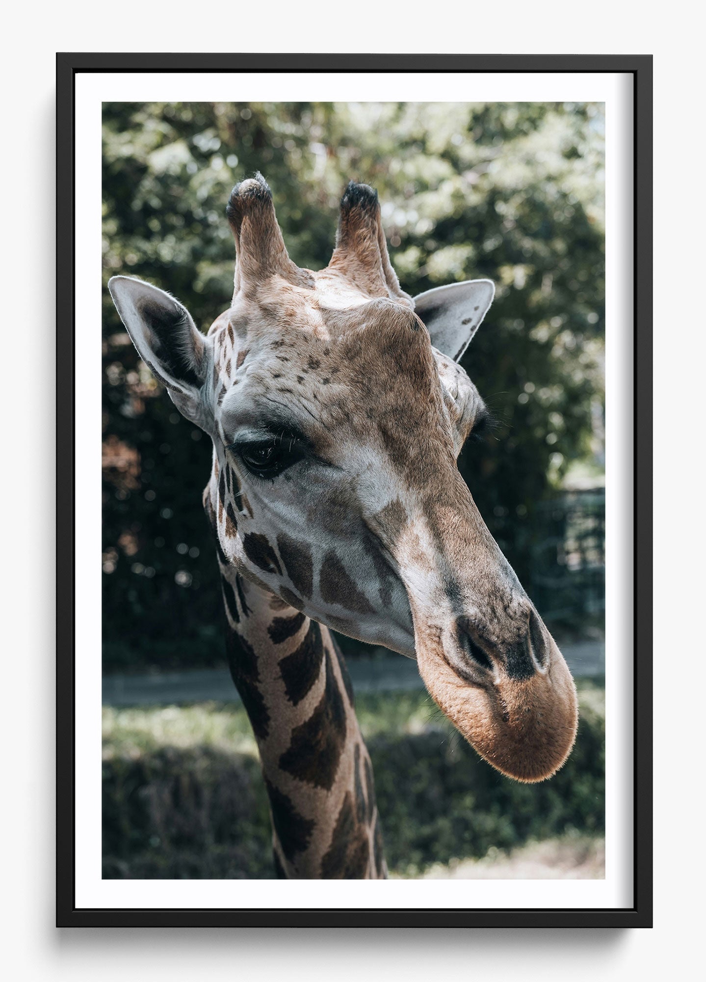 Gentle Giant