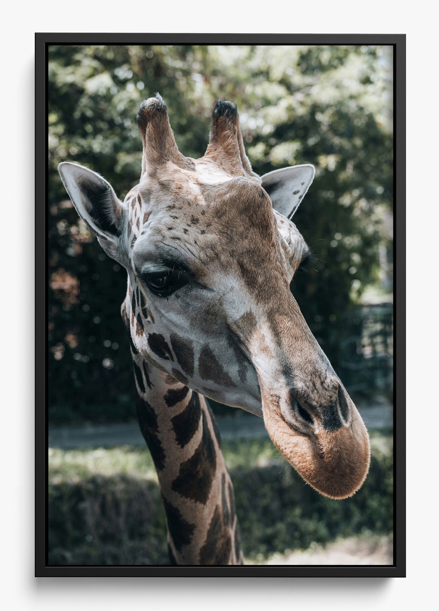 Gentle Giant