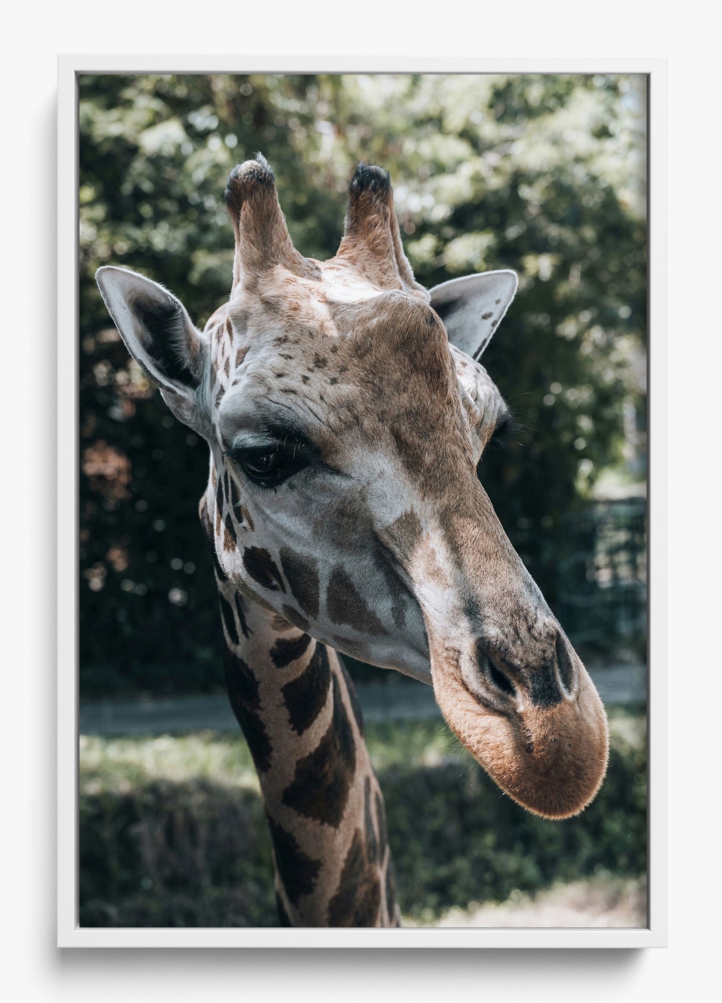 Gentle Giant