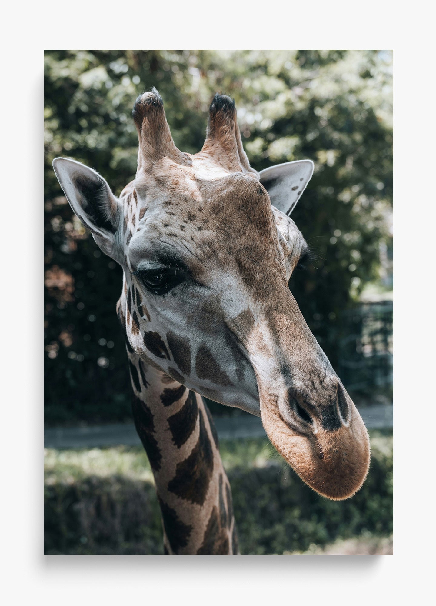 Gentle Giant