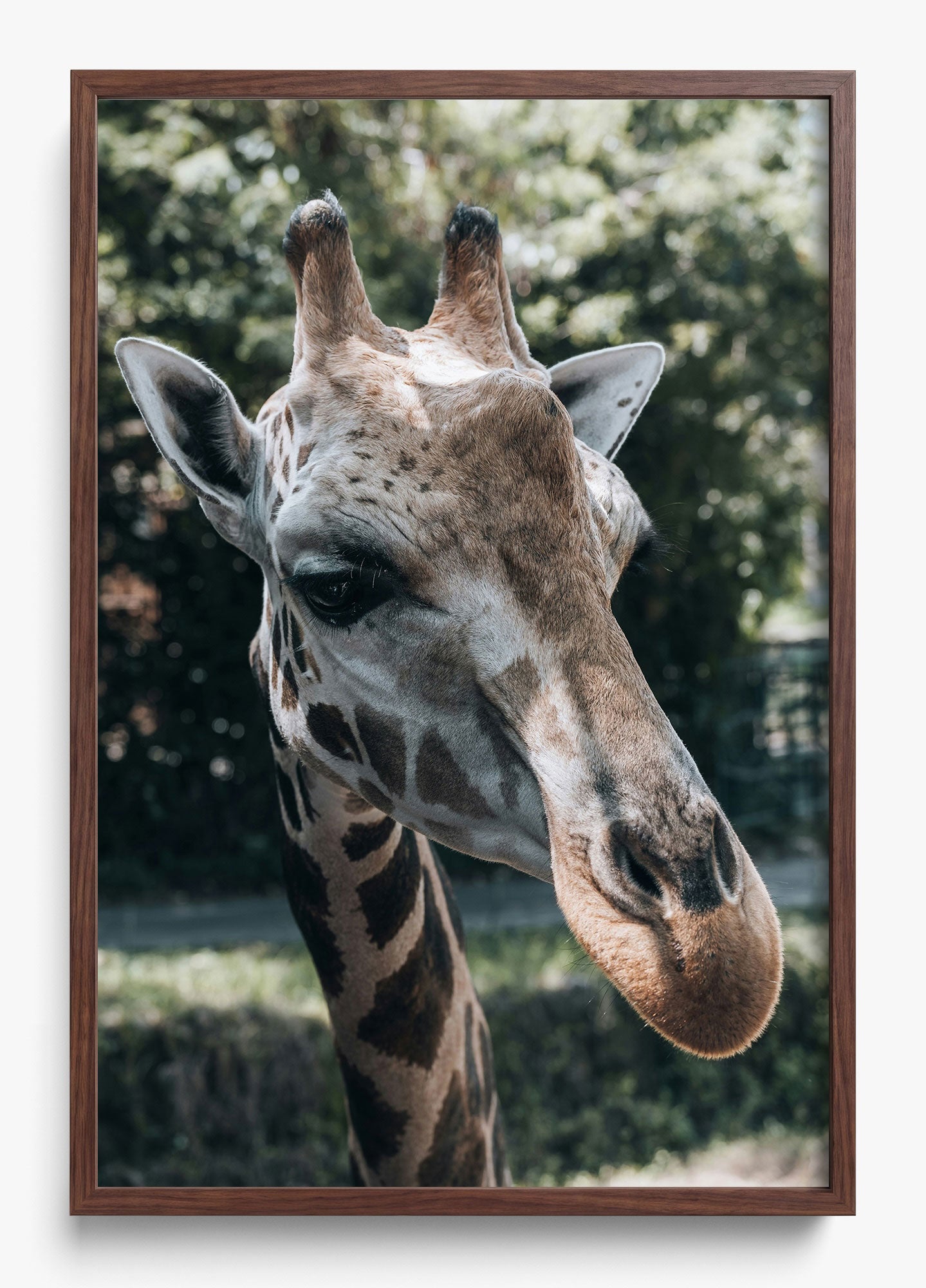 Gentle Giant