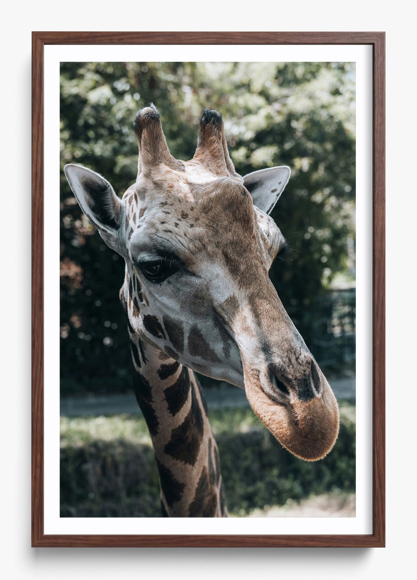 Gentle Giant