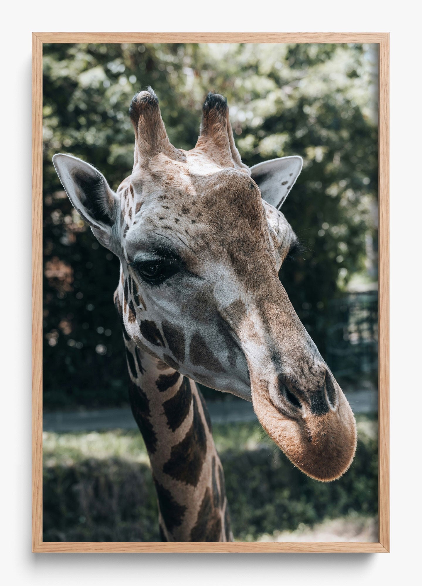 Gentle Giant