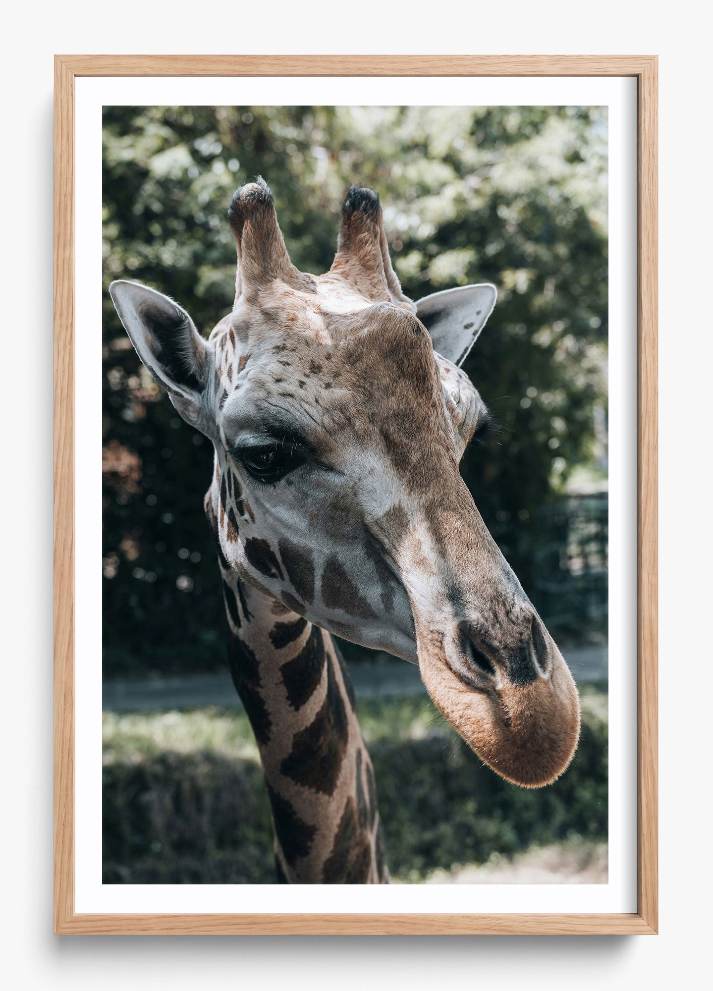 Gentle Giant