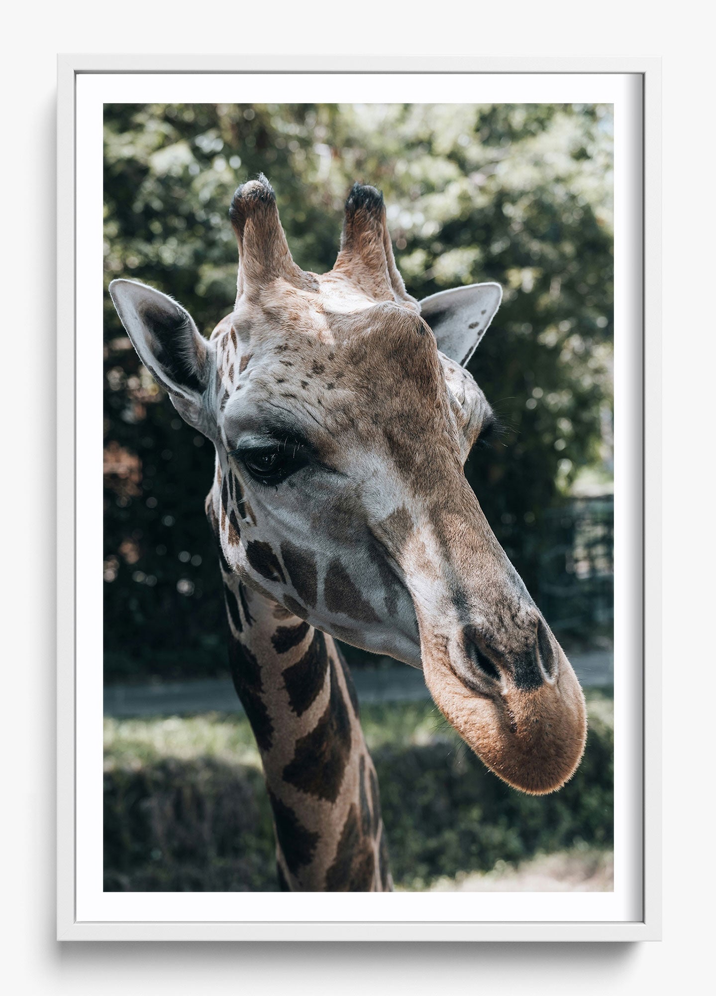 Gentle Giant