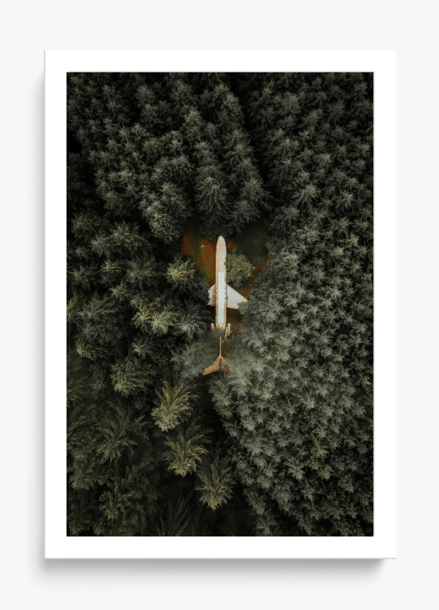 Among The Trees
