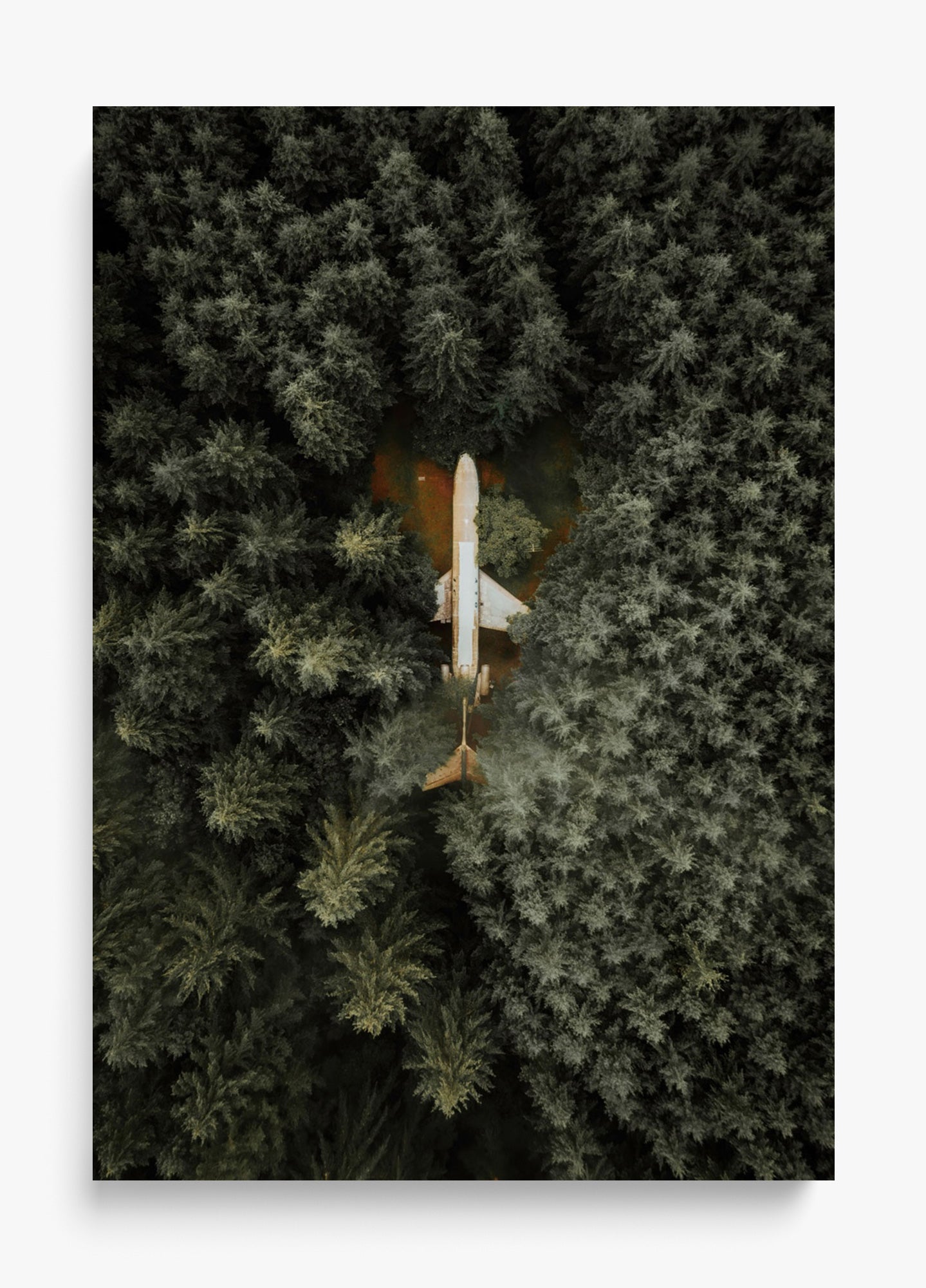 Among The Trees