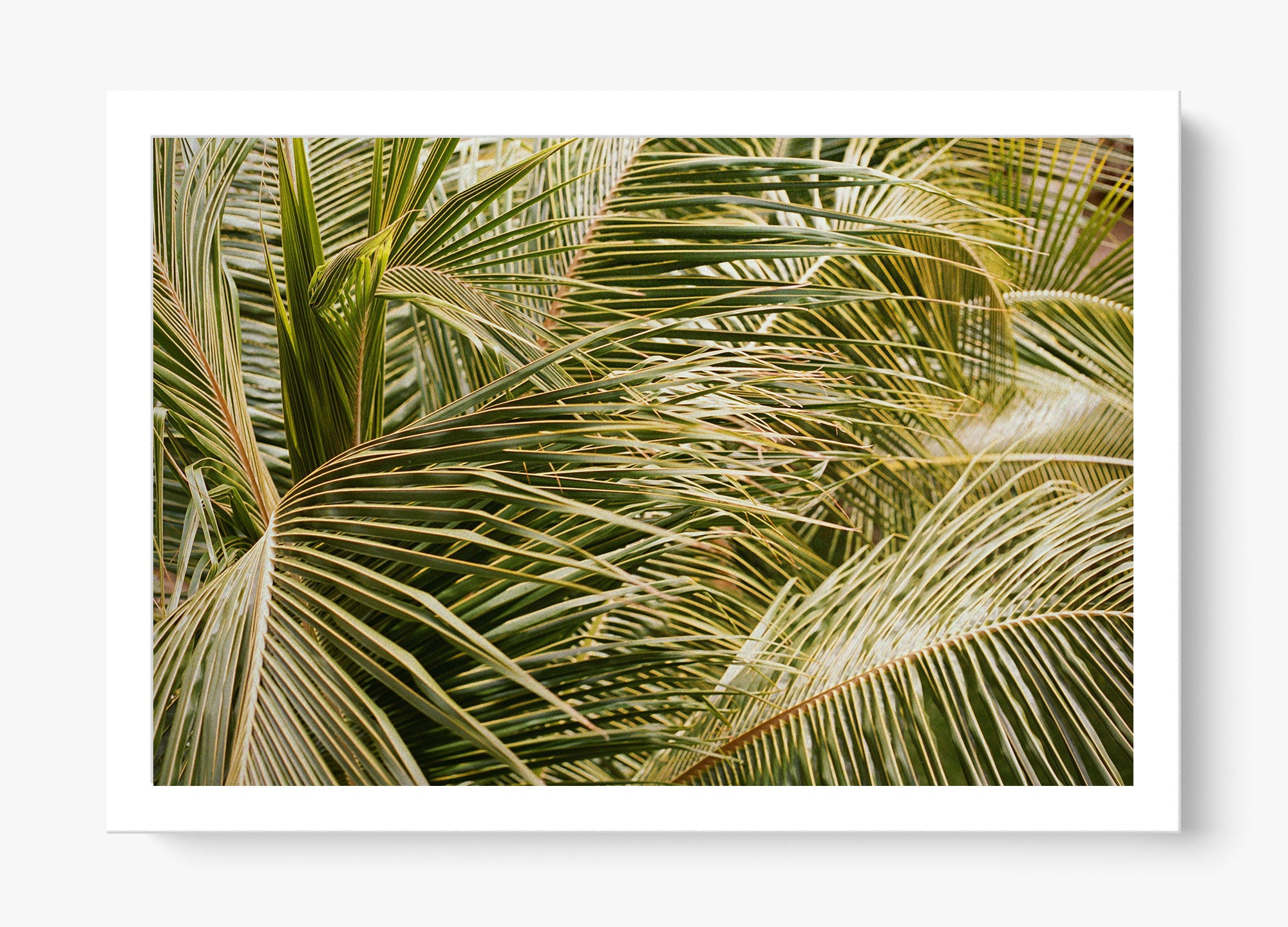 Whispering Palms