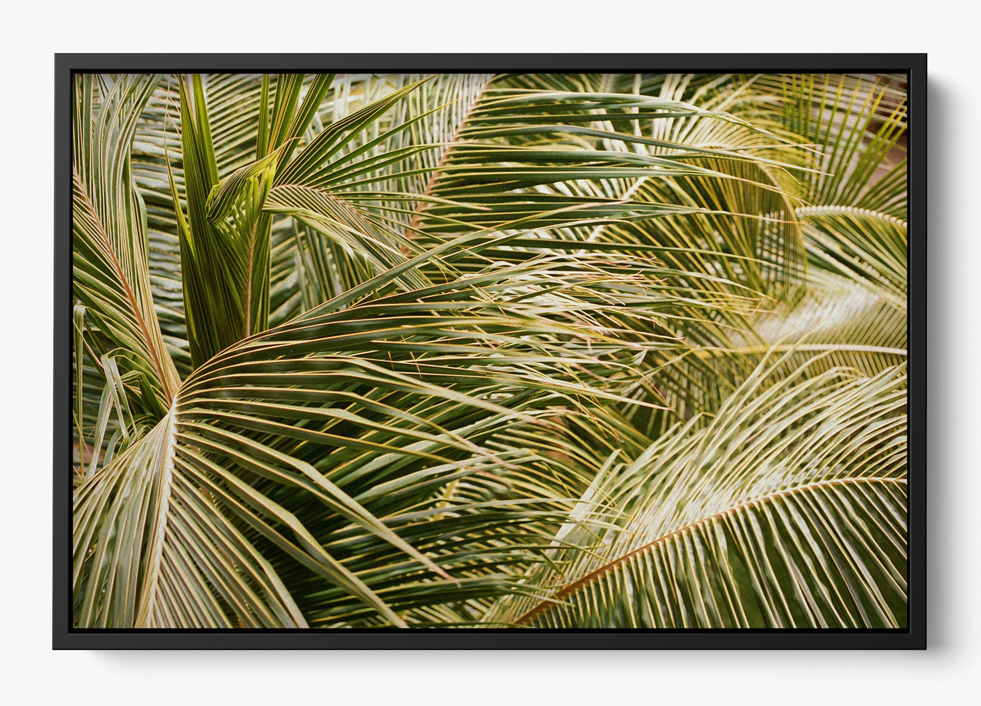 Whispering Palms
