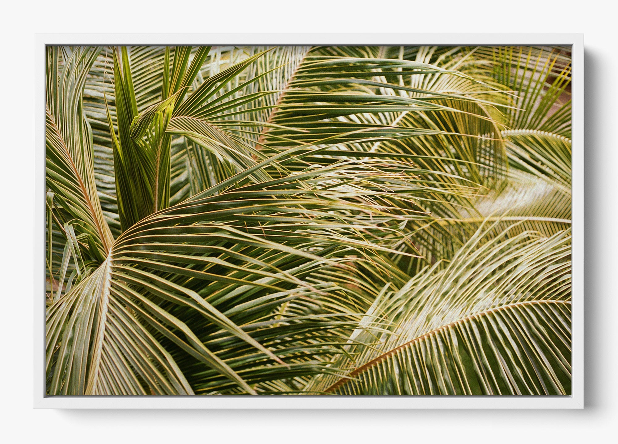 Whispering Palms