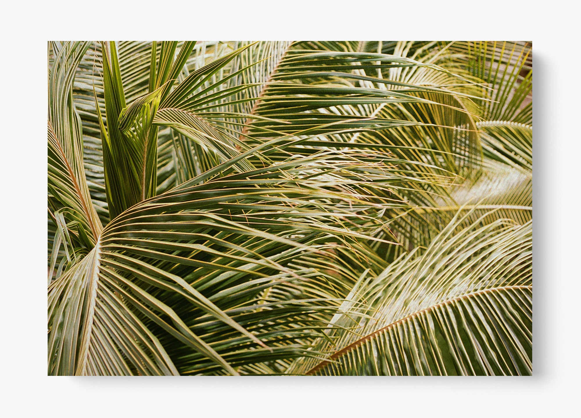 Whispering Palms