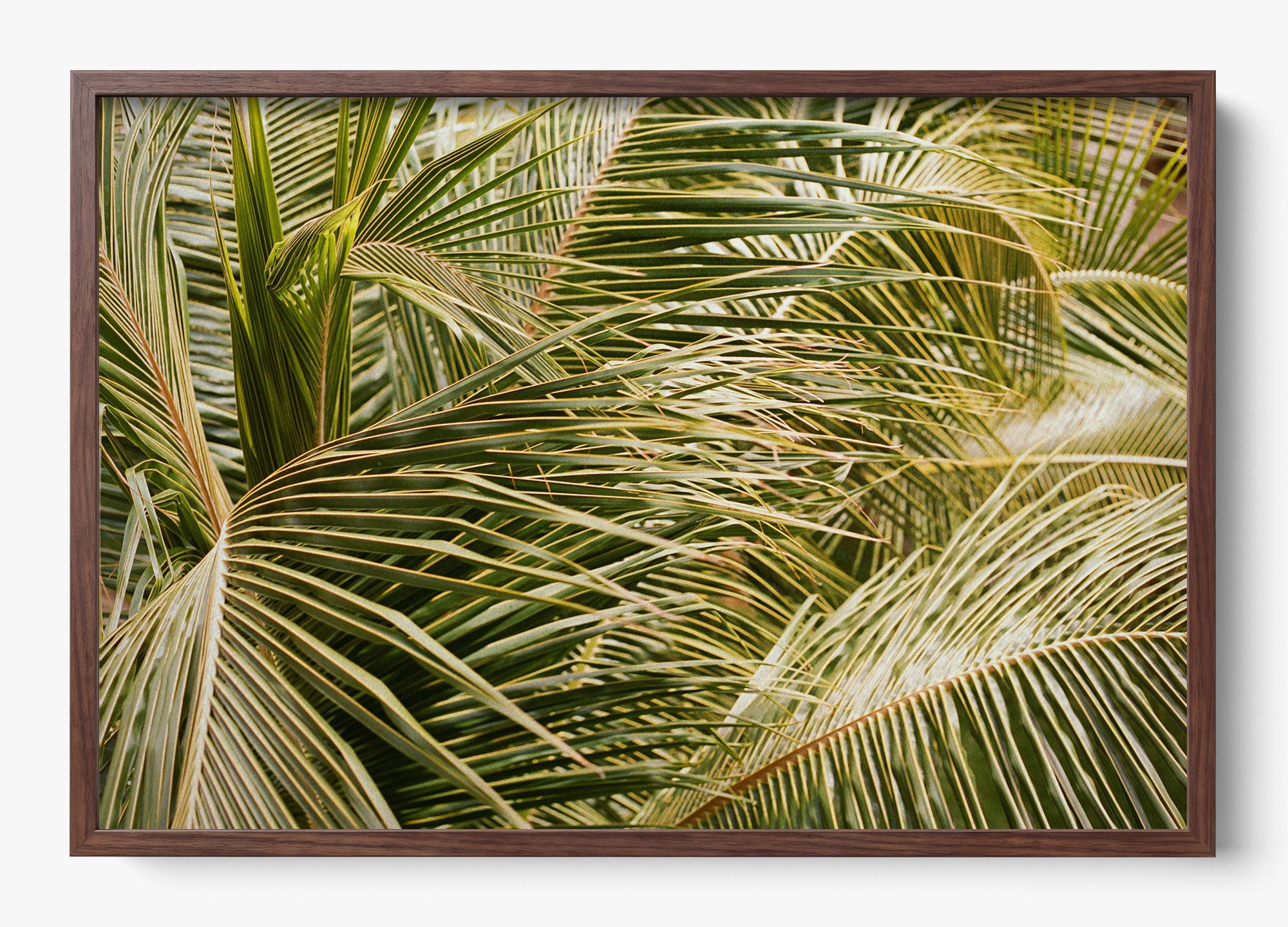 Whispering Palms