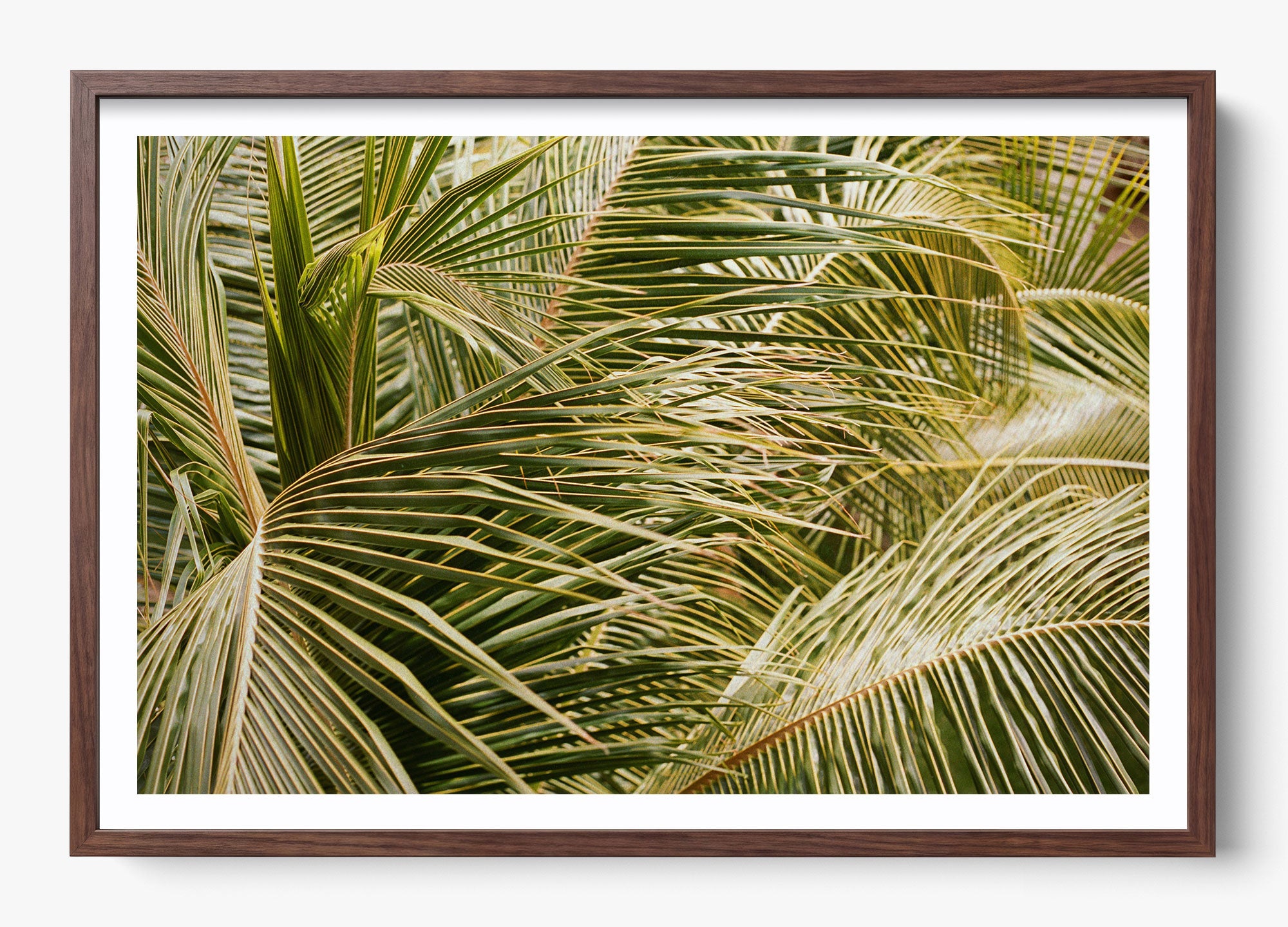 Whispering Palms