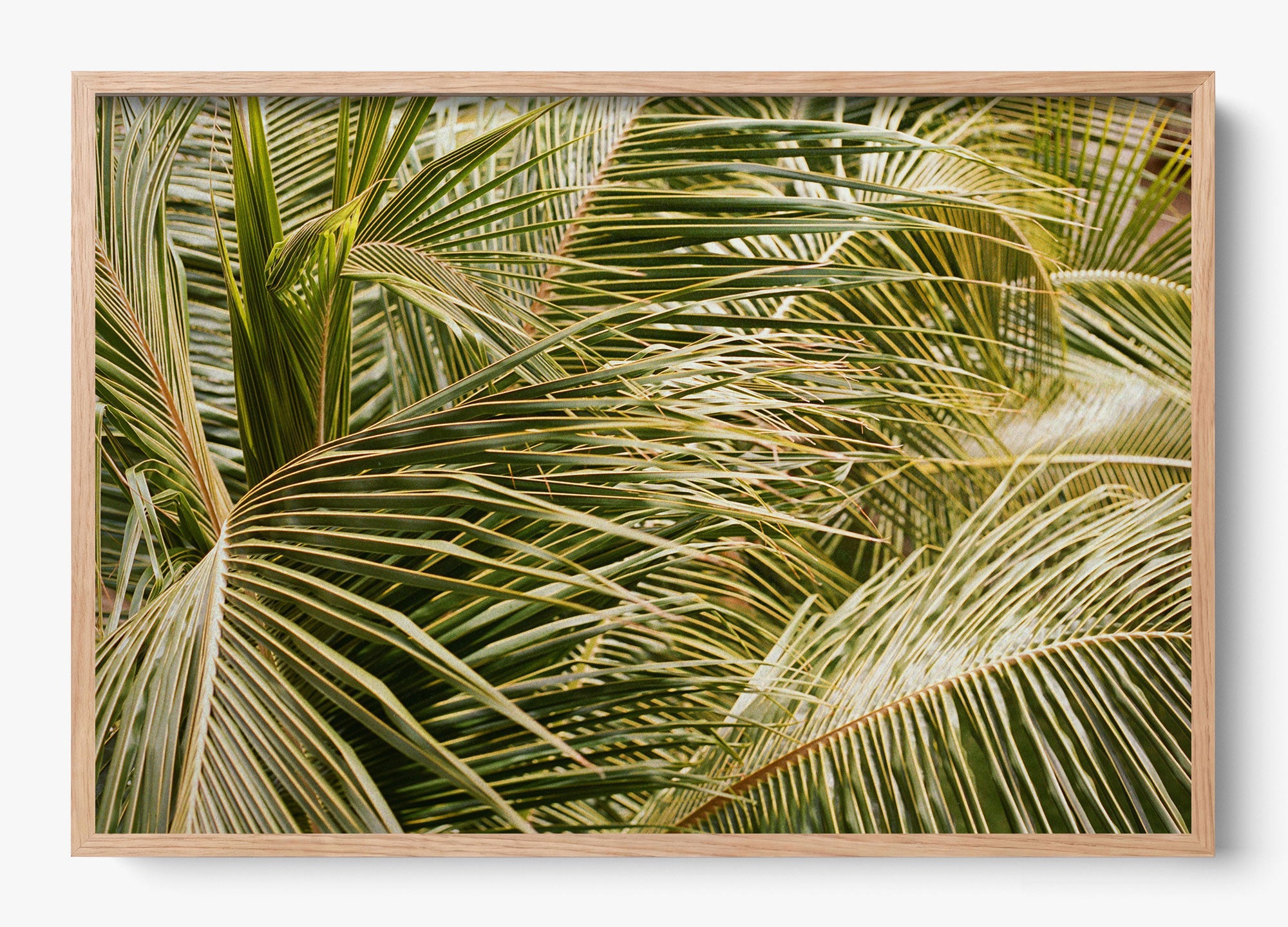 Whispering Palms