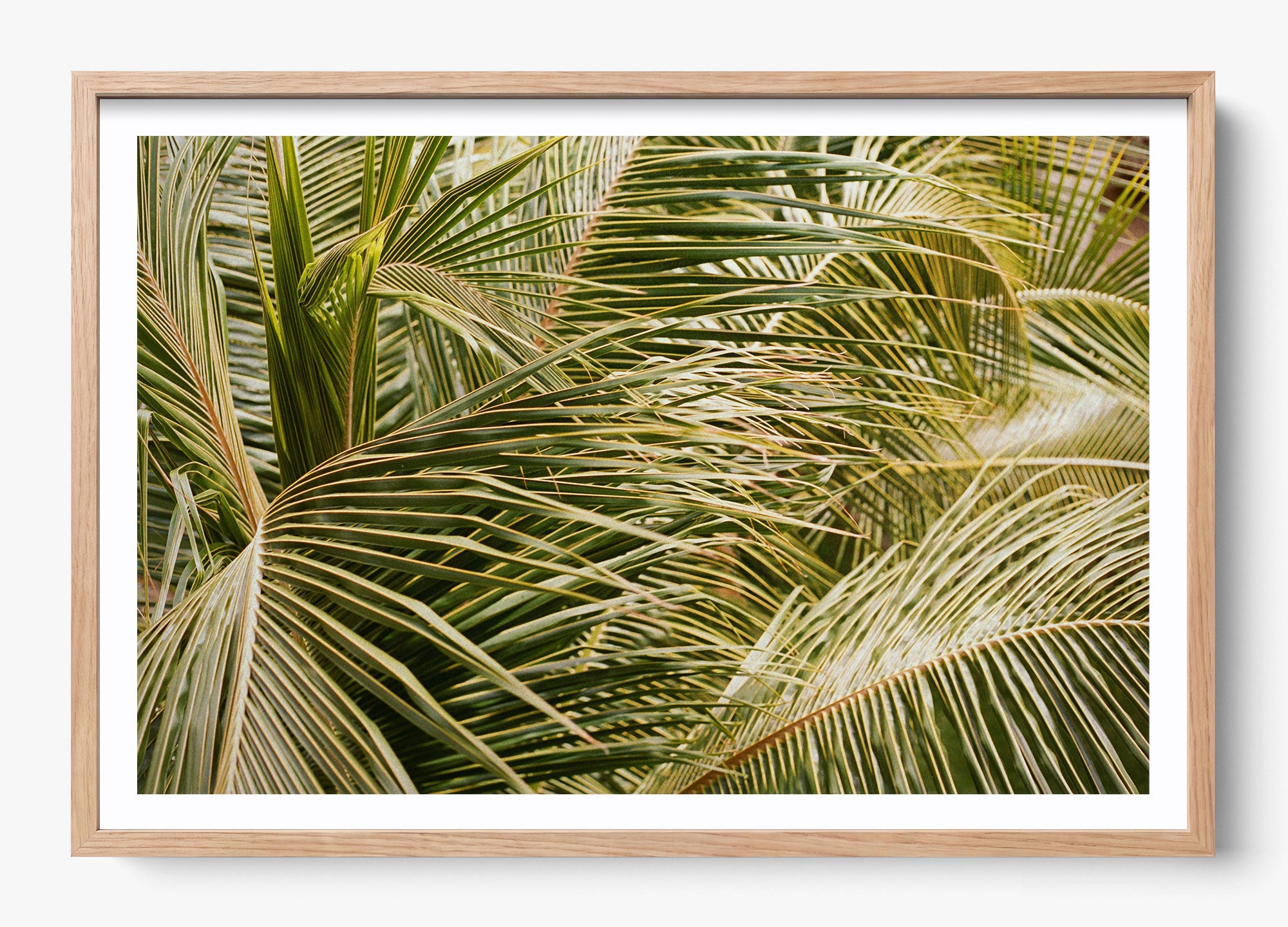 Whispering Palms