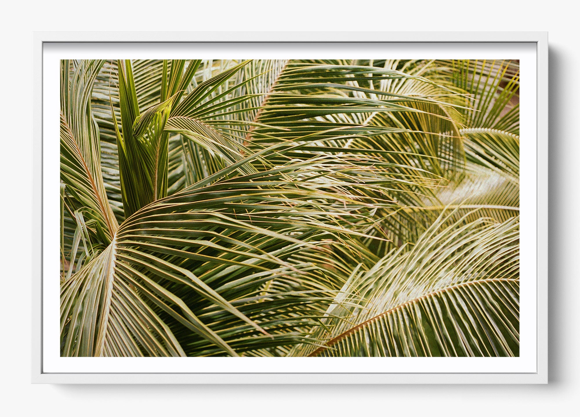 Whispering Palms