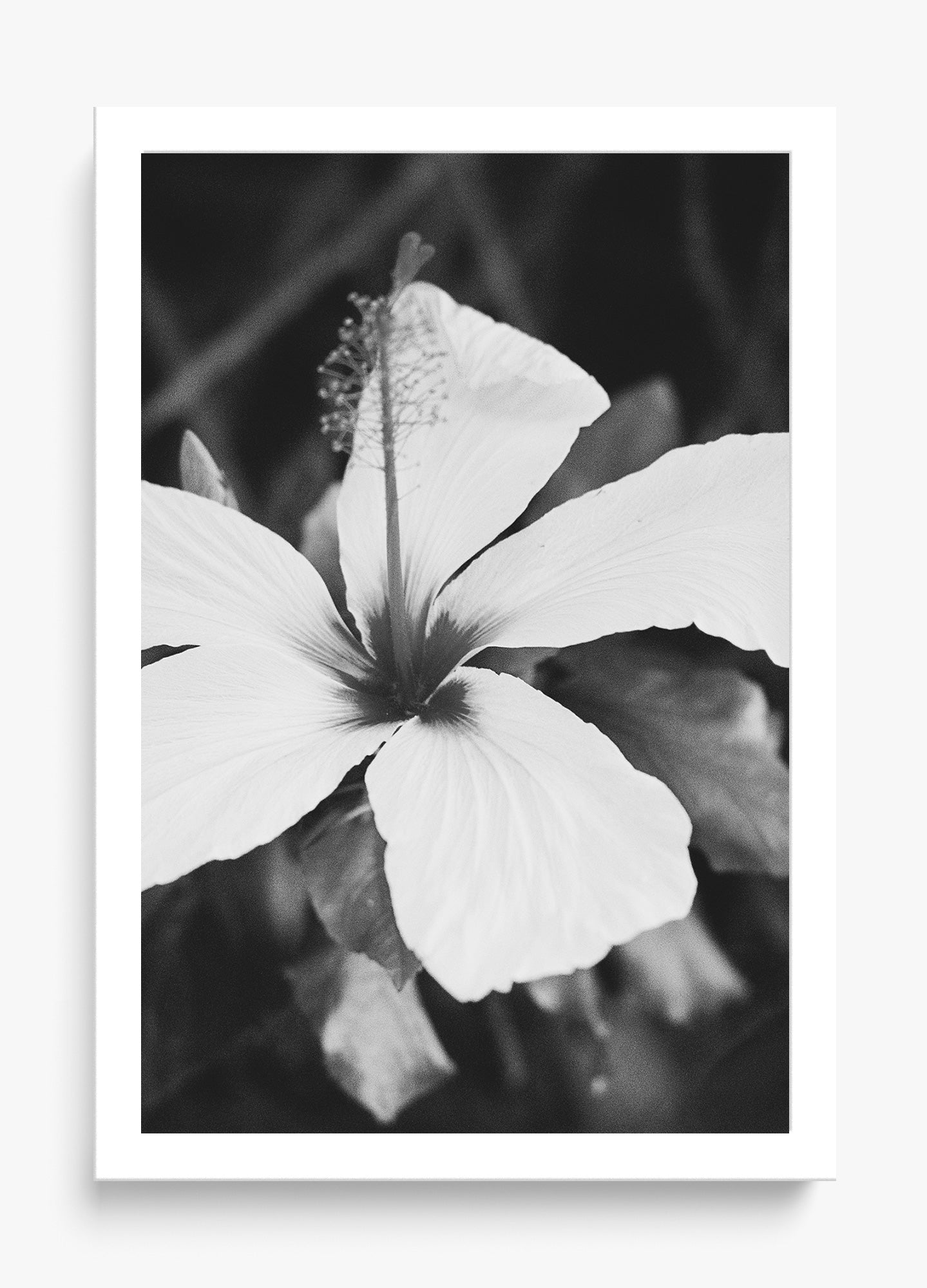 Moody Blooms