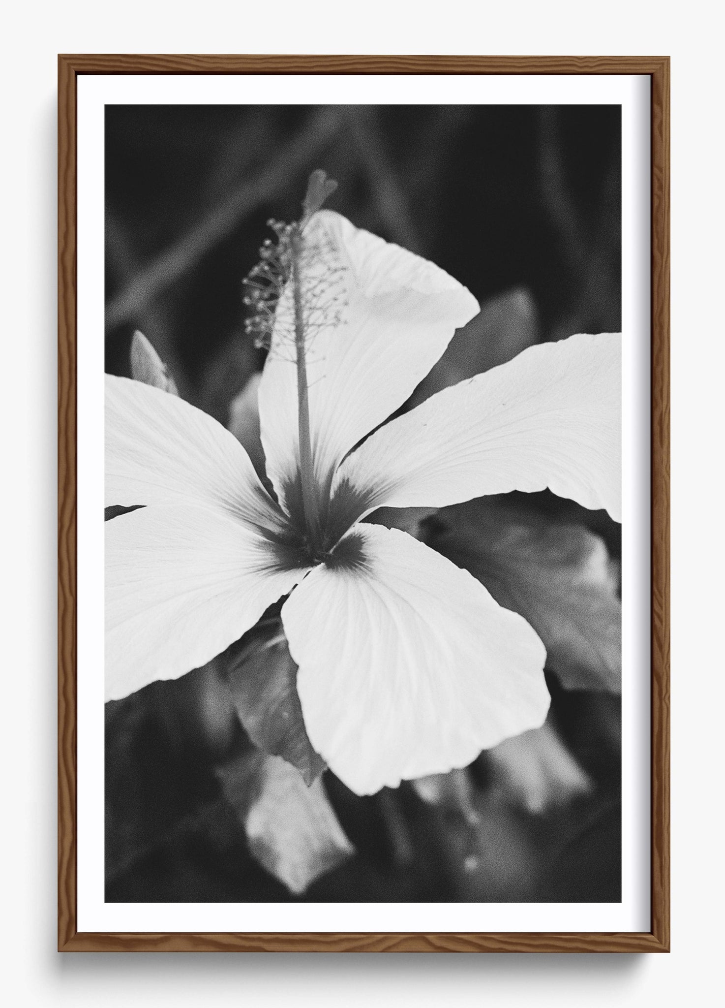 Moody Blooms
