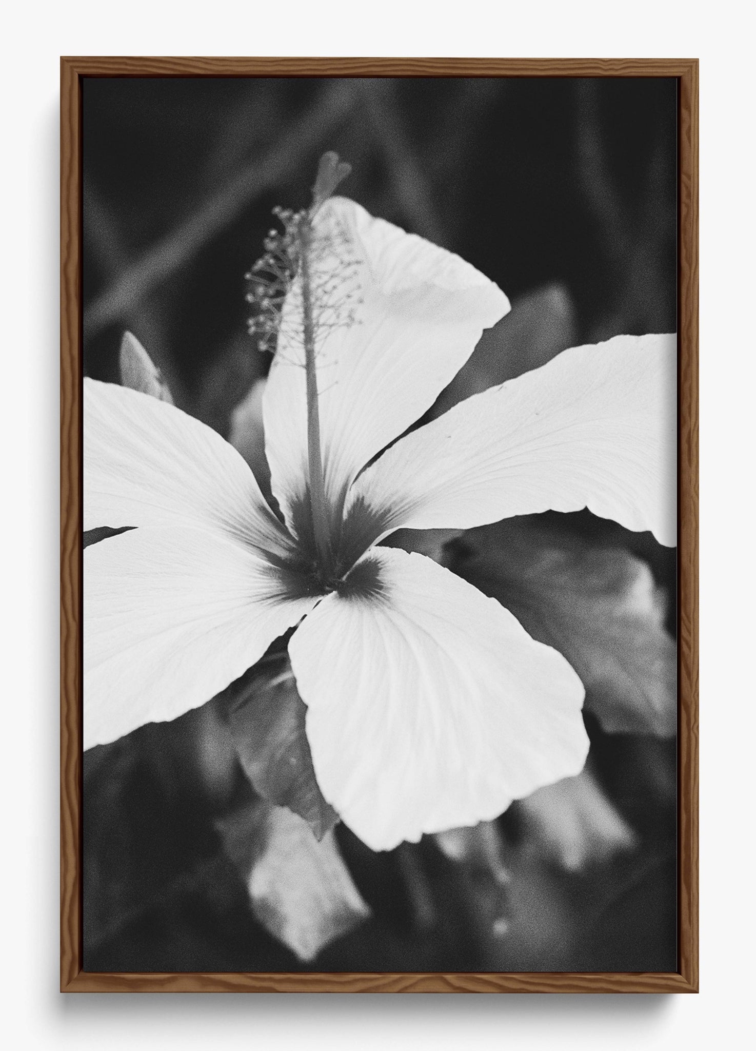 Moody Blooms