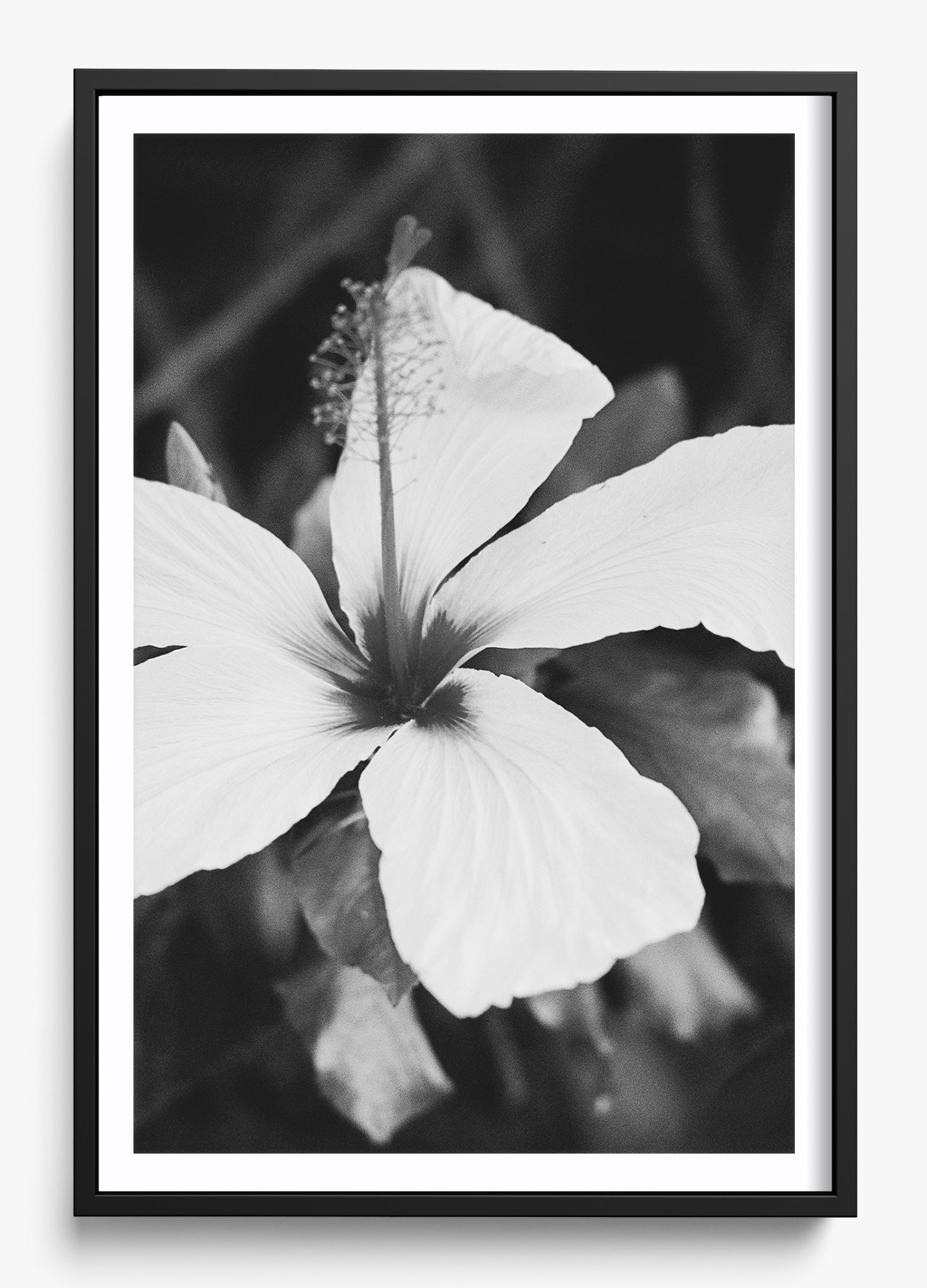 Moody Blooms