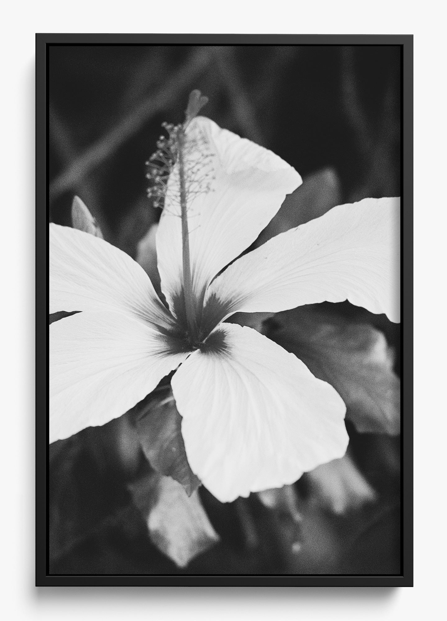 Moody Blooms