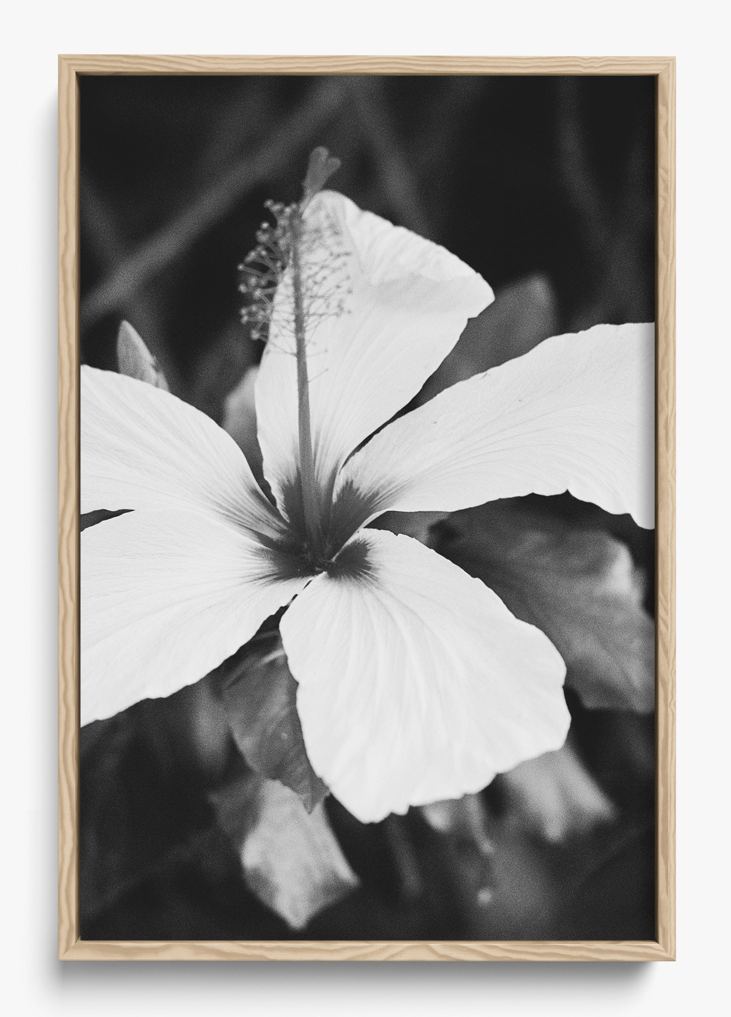 Moody Blooms