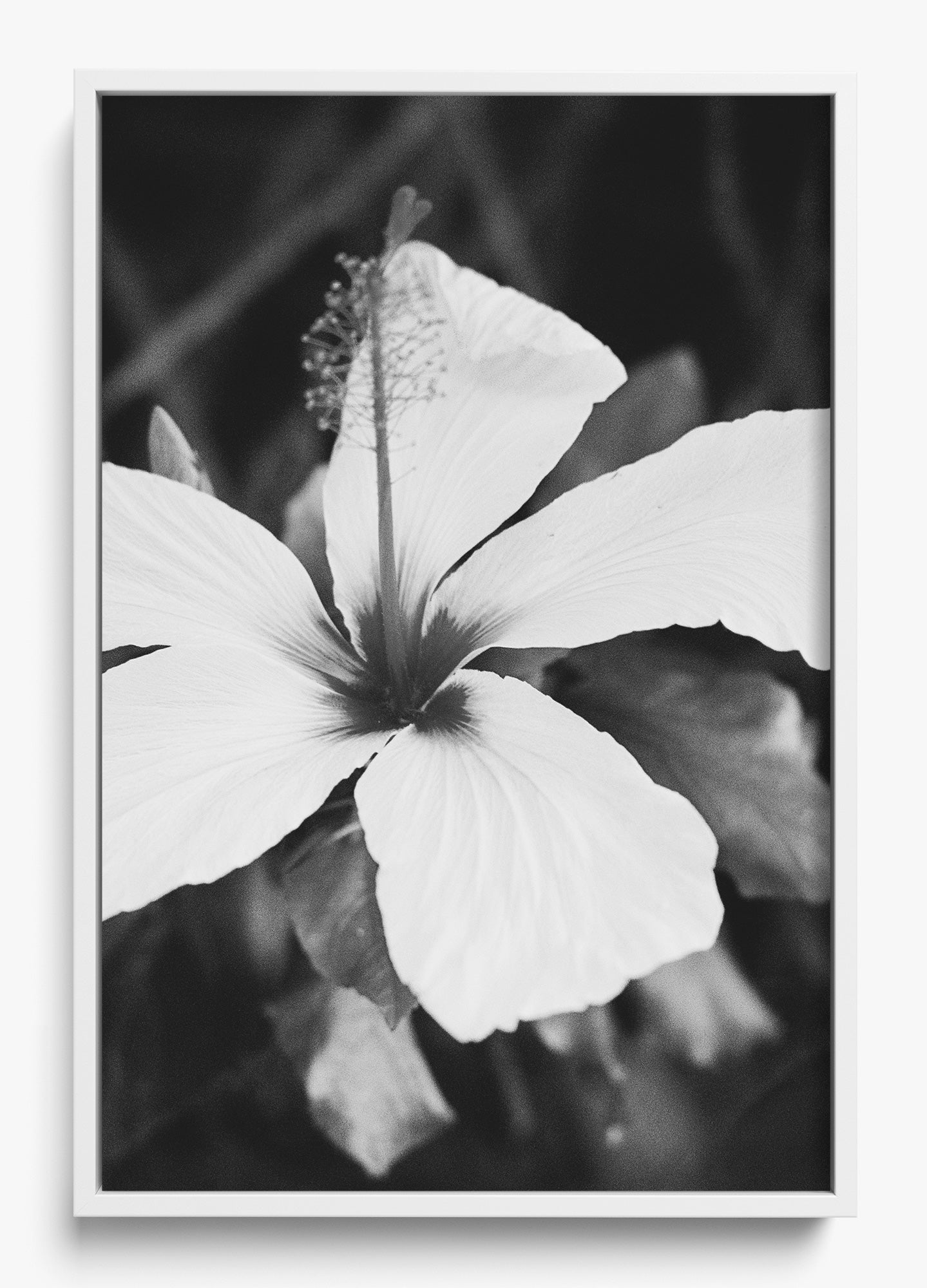 Moody Blooms