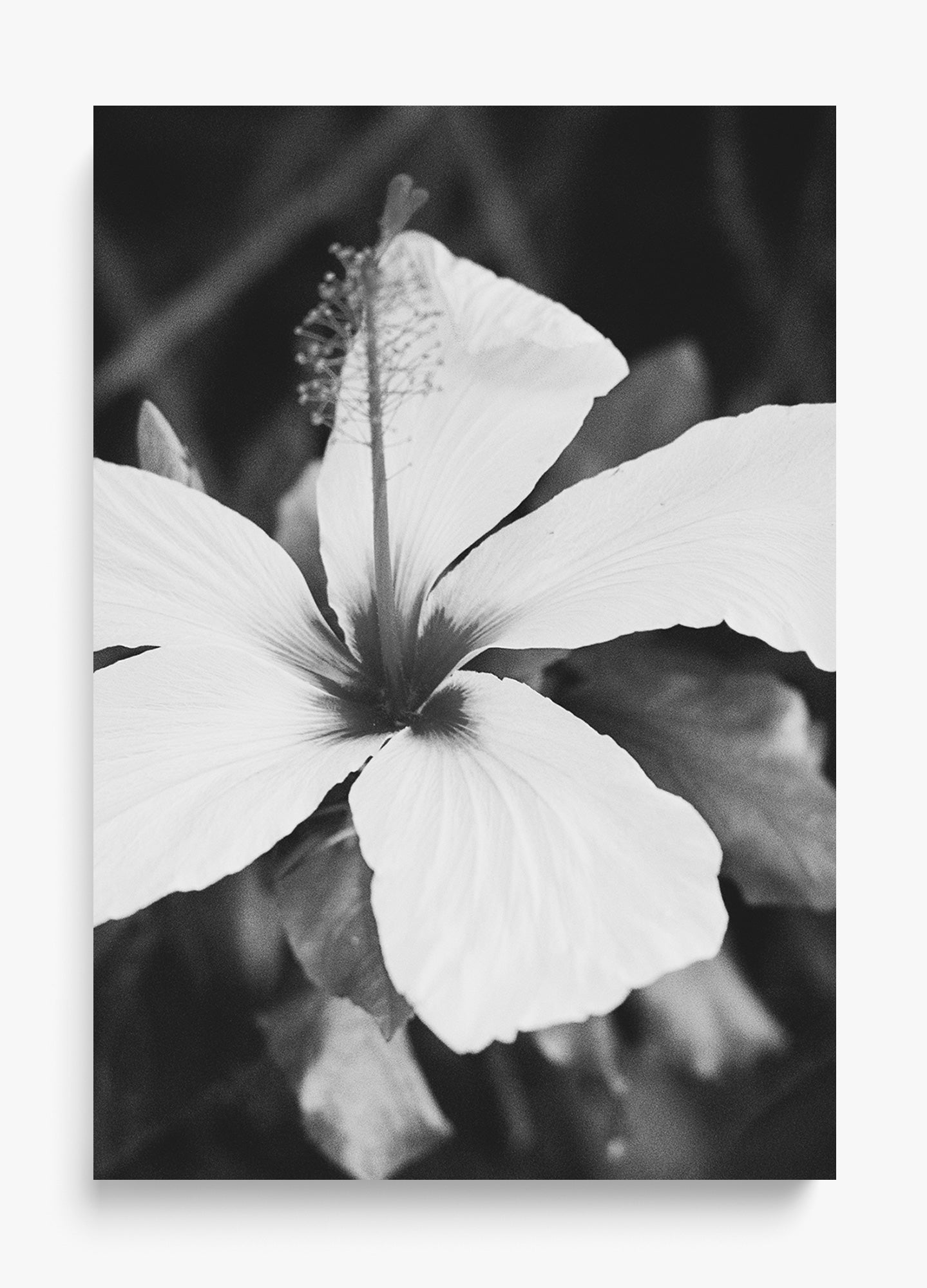 Moody Blooms