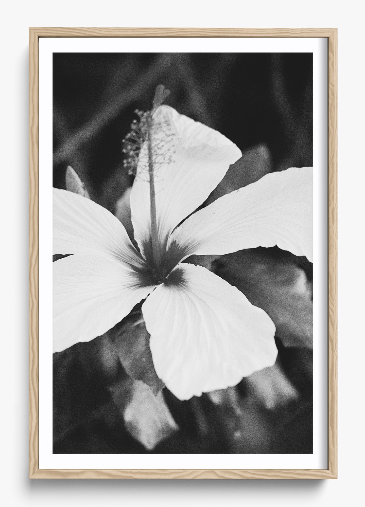 Moody Blooms