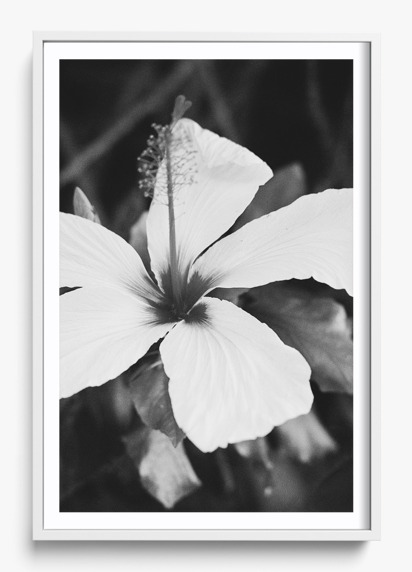 Moody Blooms