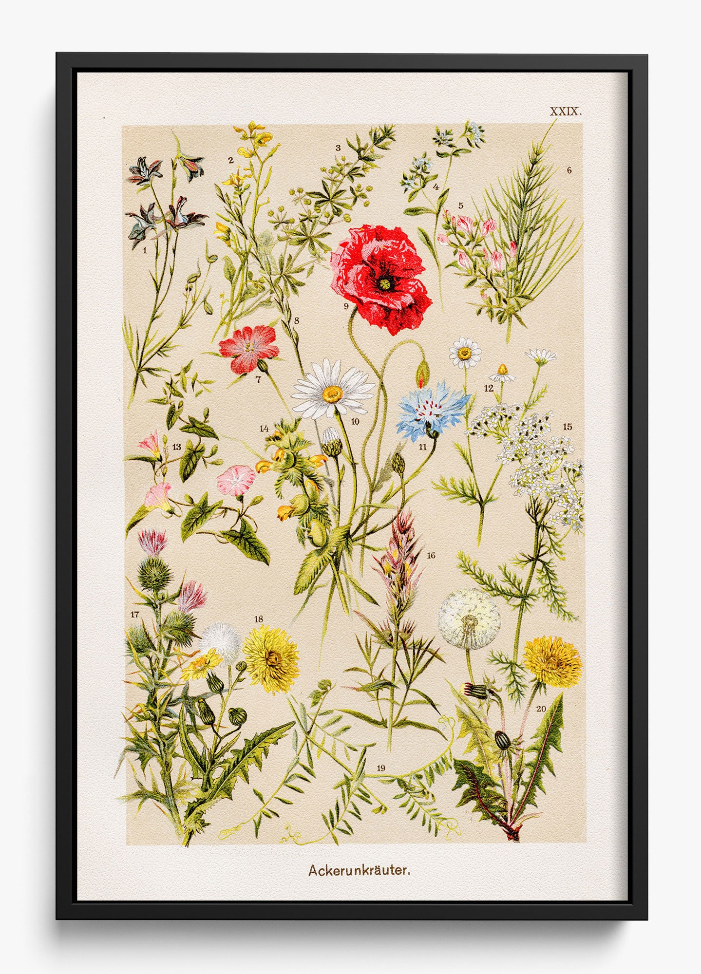 Among The Wildflowers