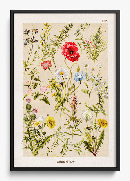 Among The Wildflowers