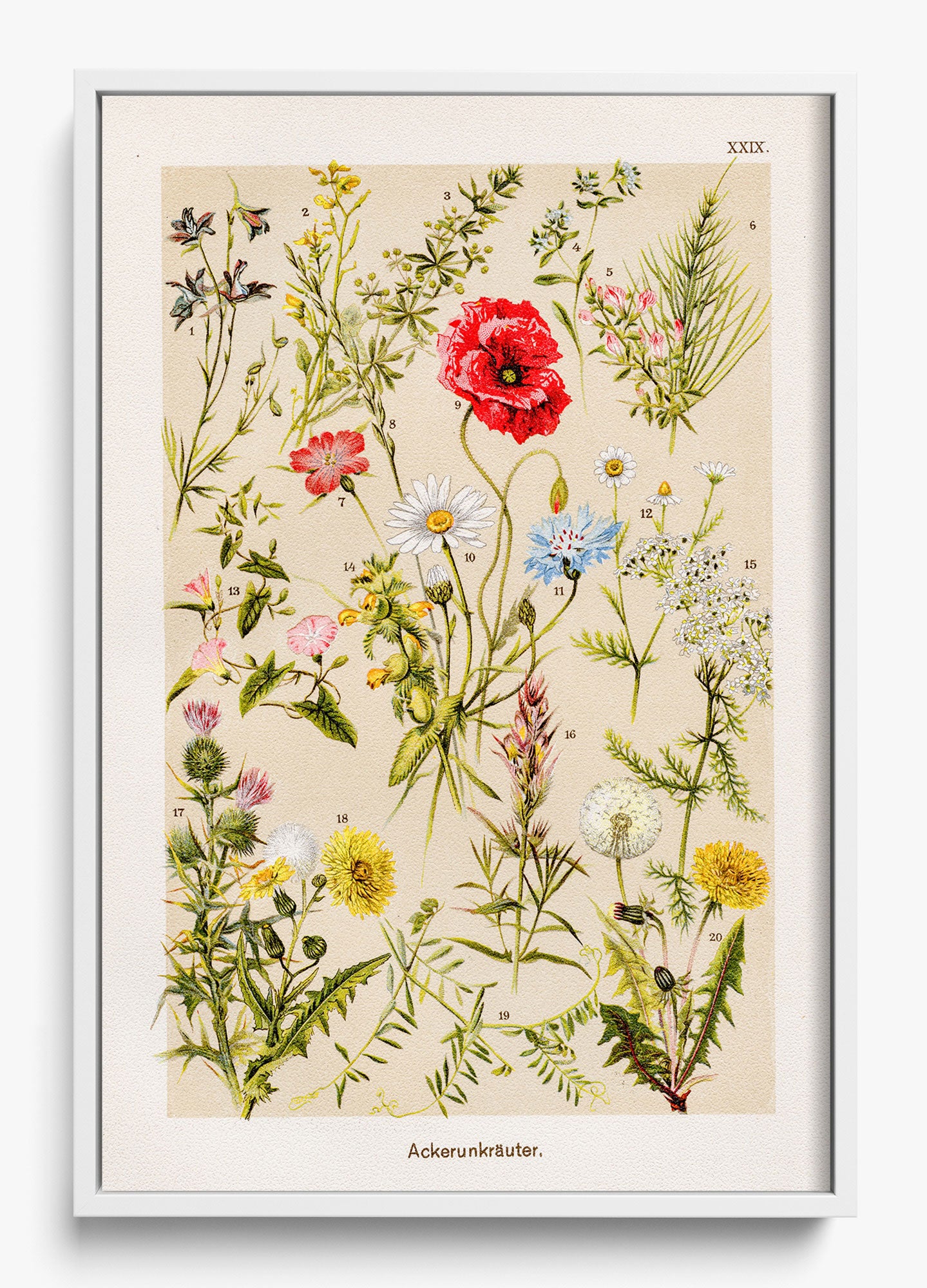 Among The Wildflowers