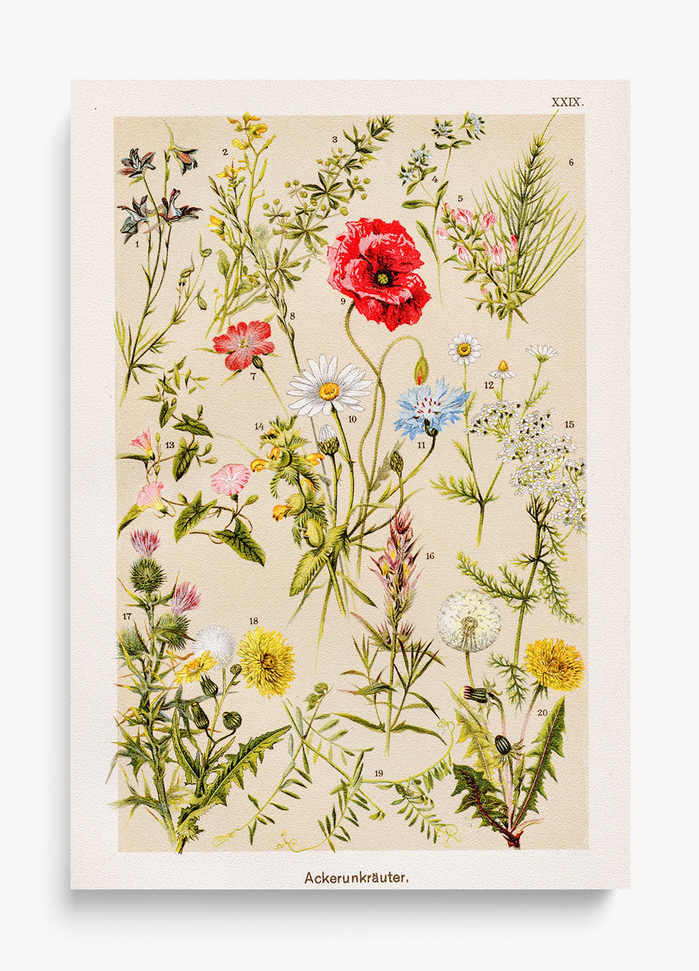 Among The Wildflowers