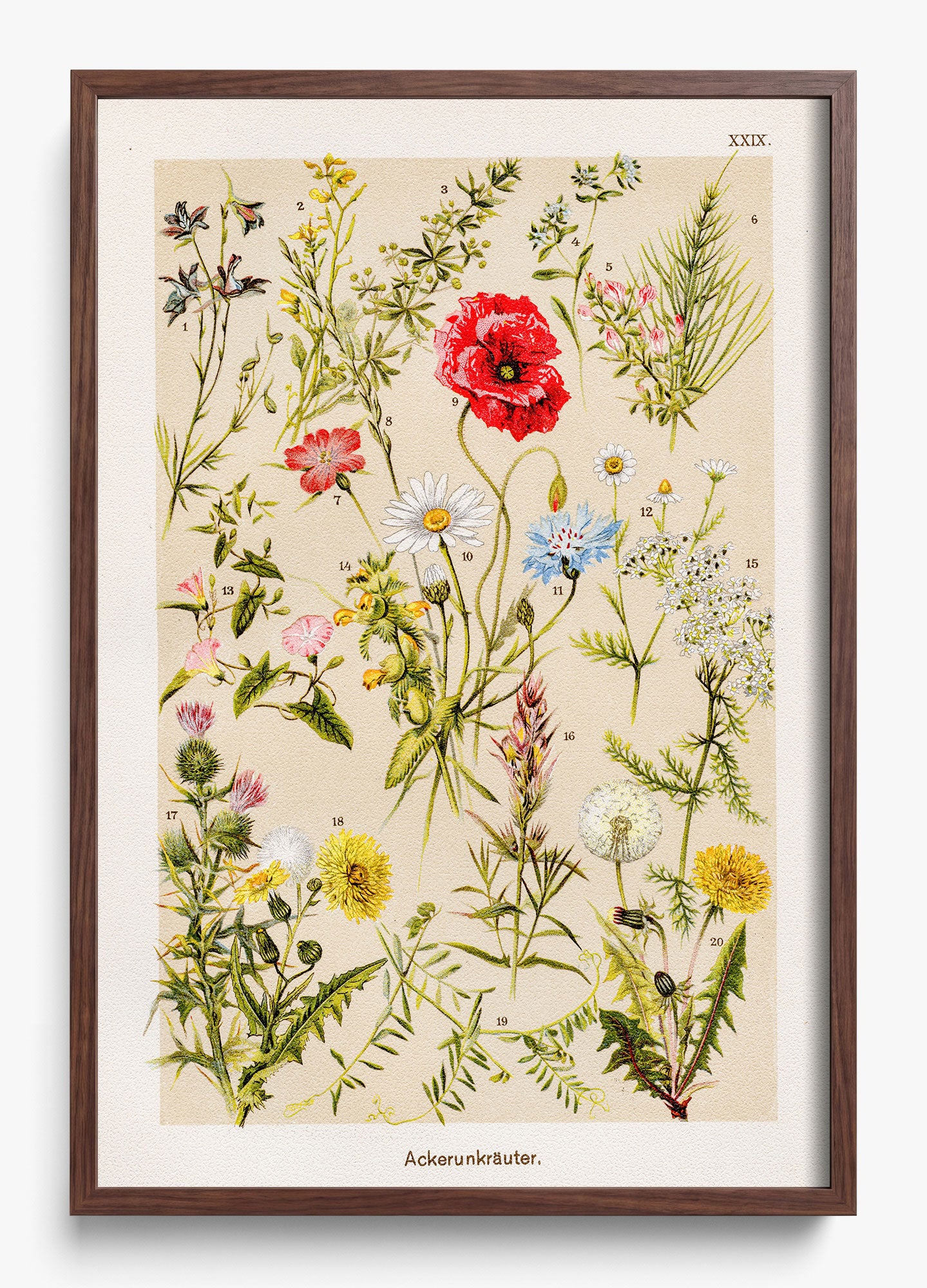 Among The Wildflowers