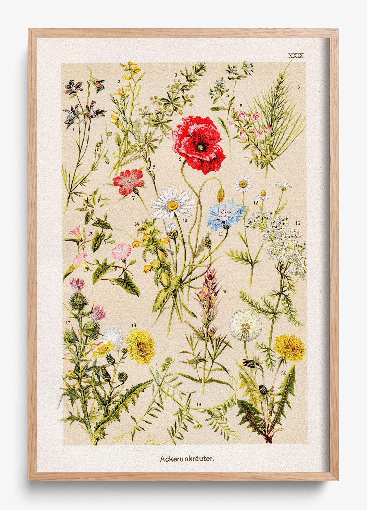 Among The Wildflowers