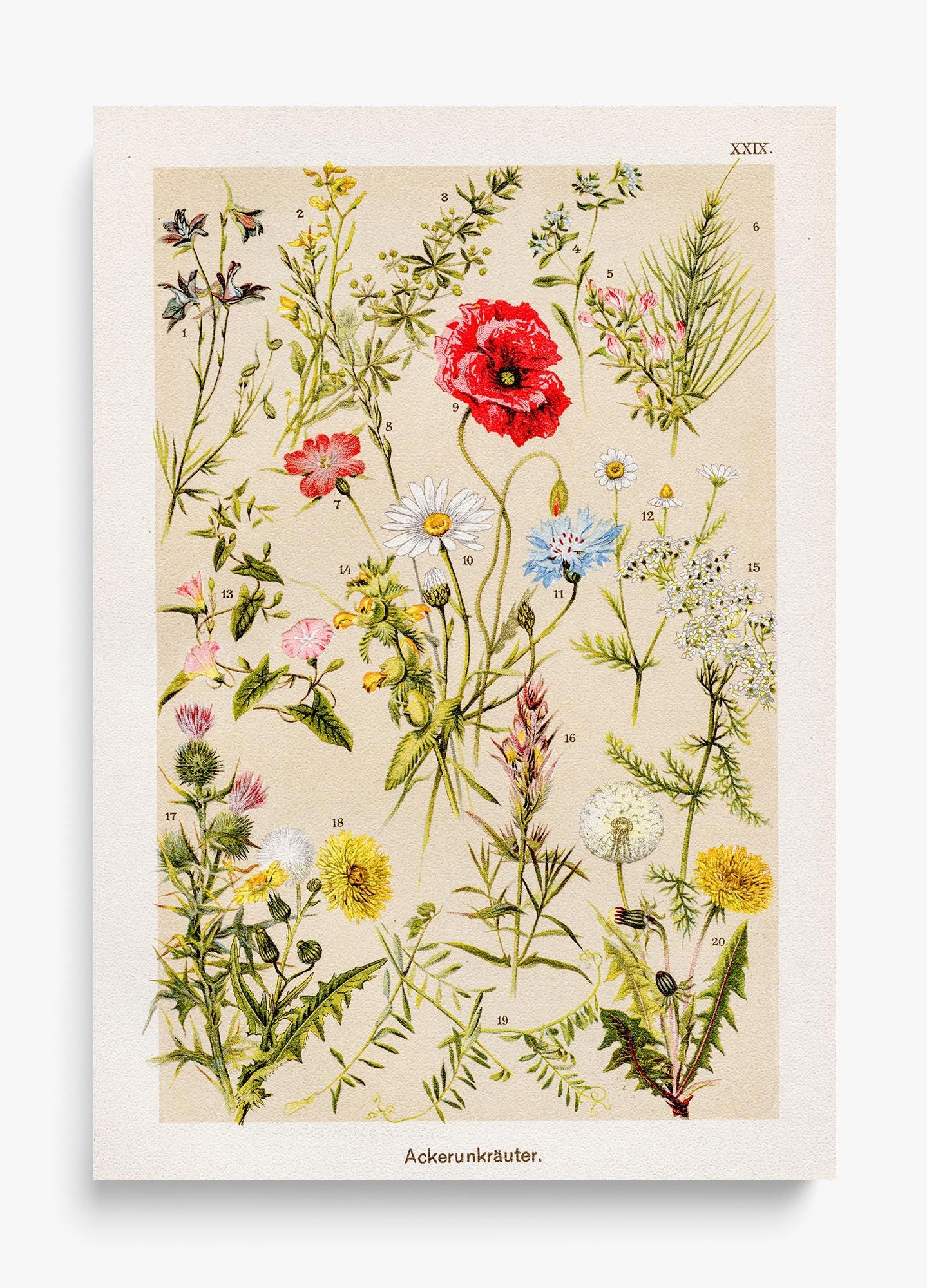 Among The Wildflowers