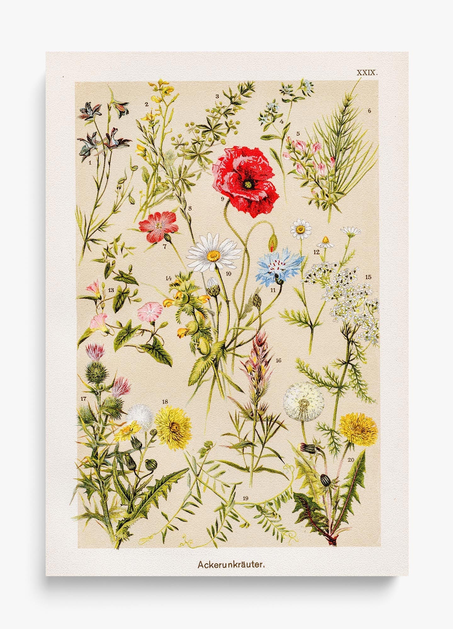 Among The Wildflowers unframed fine art print