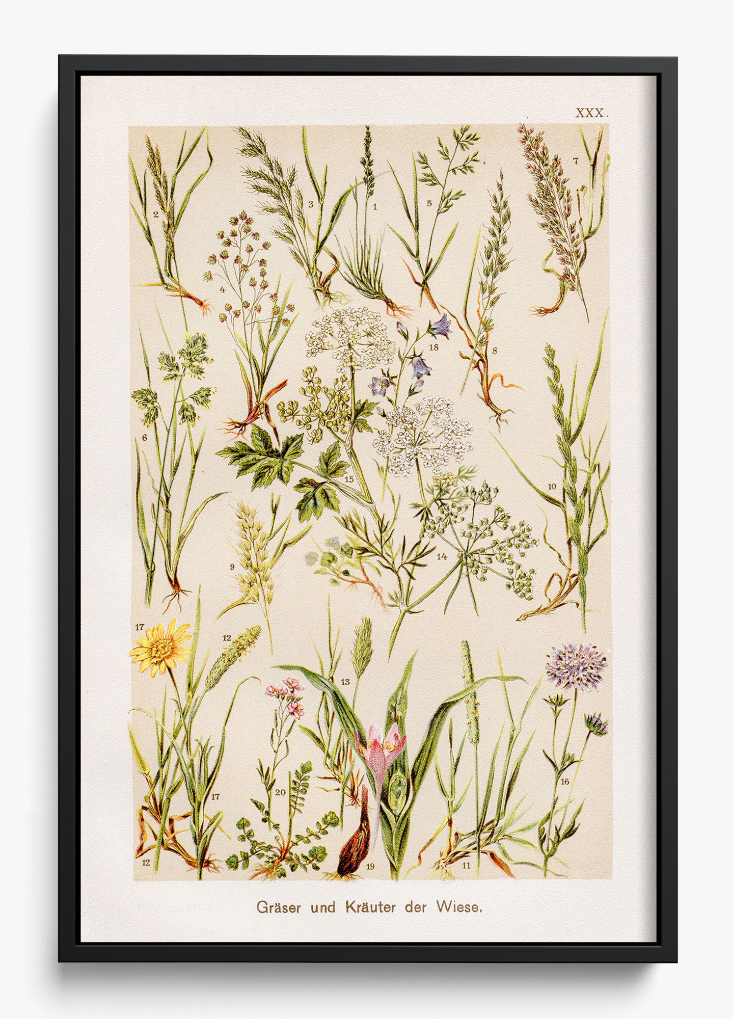 Wild Meadow