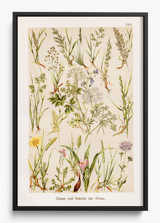 Wild Meadow