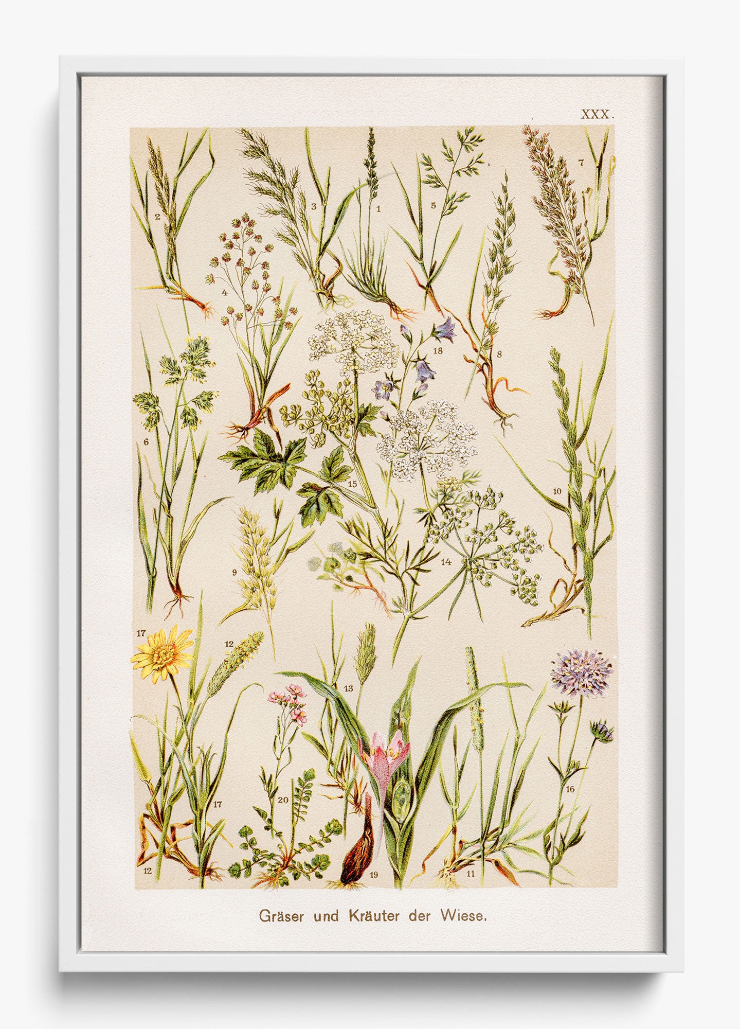 Wild Meadow