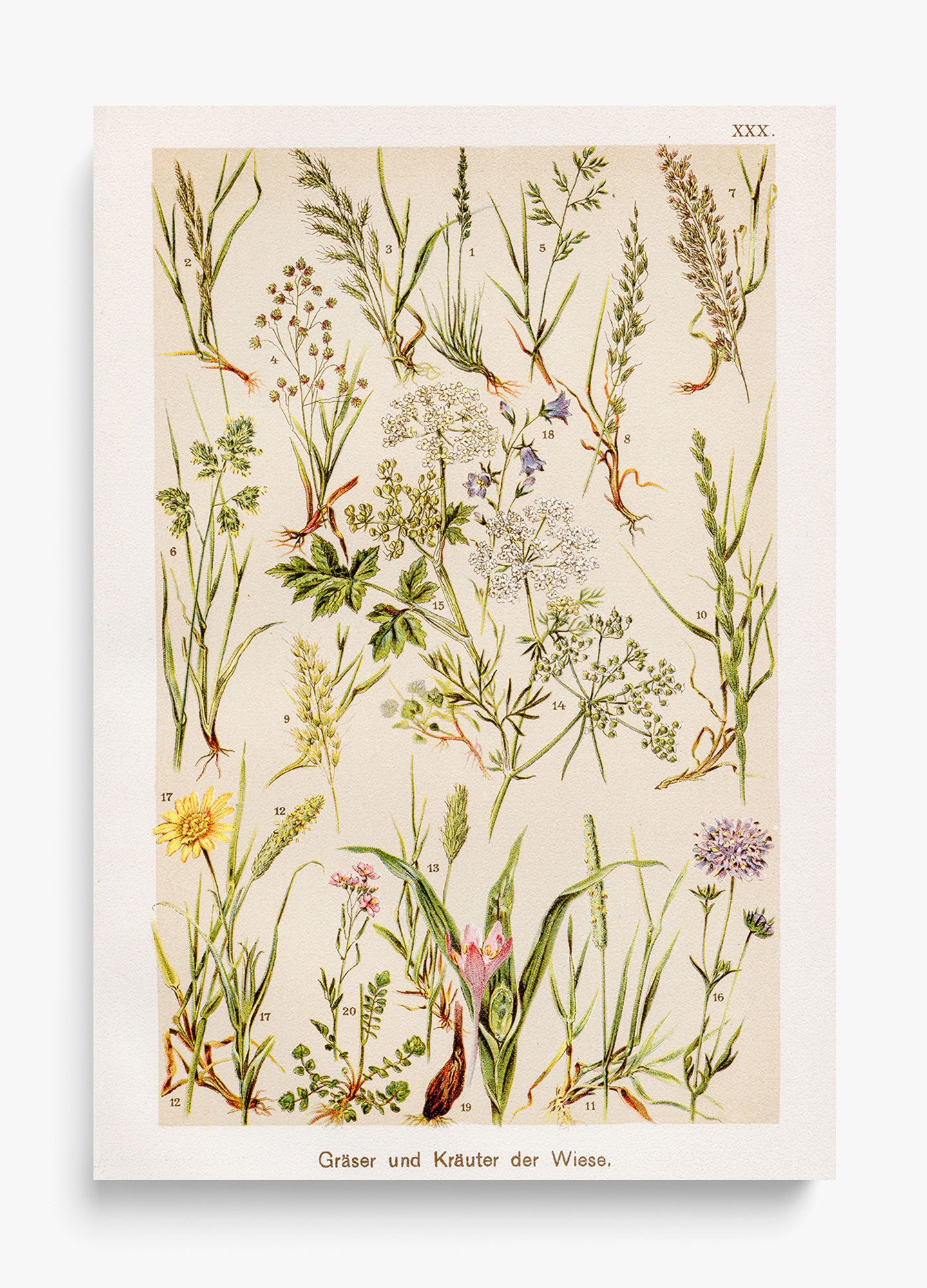 Wild Meadow