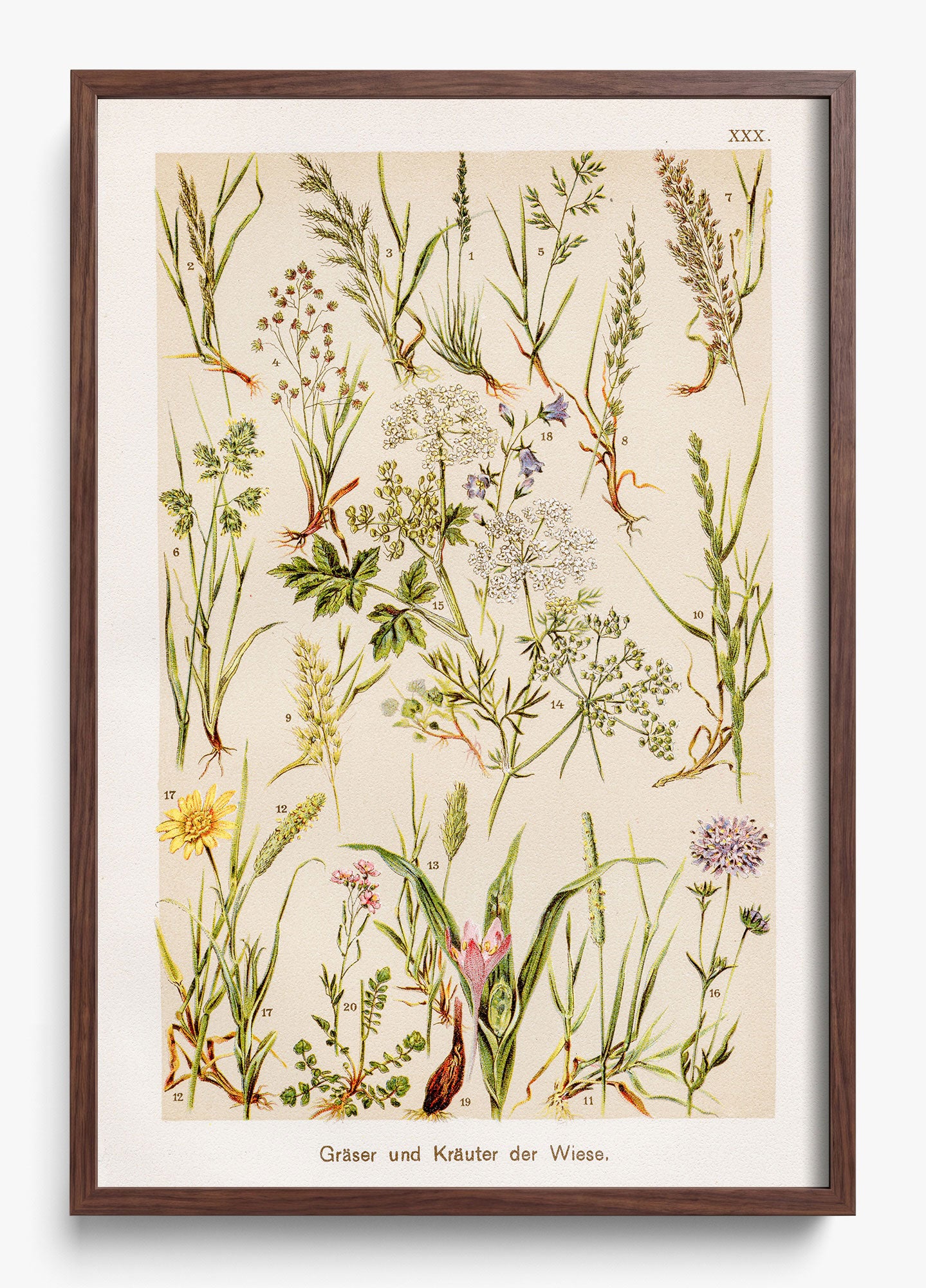 Wild Meadow