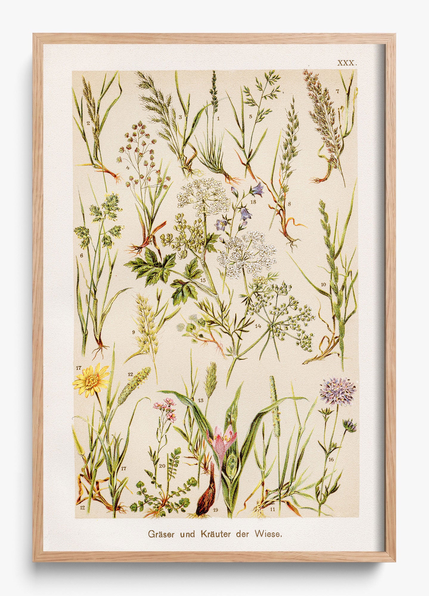 Wild Meadow