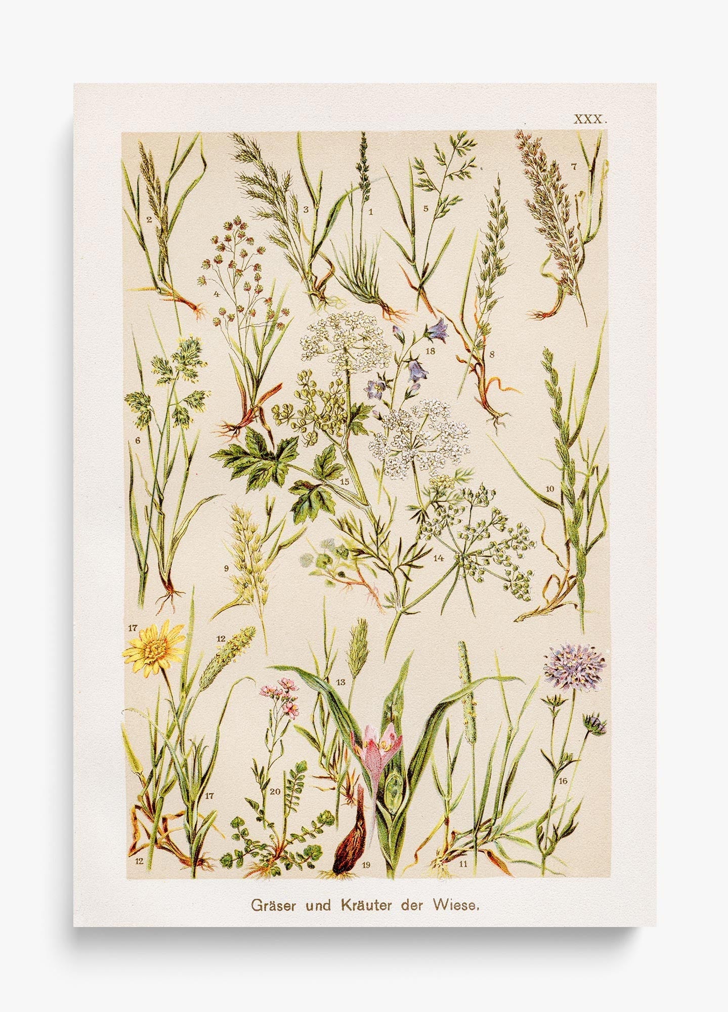 Wild Meadow unframed fine art print
