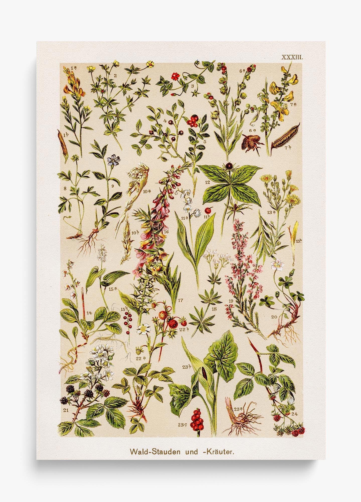 The Forest Floor unframed fine art print
