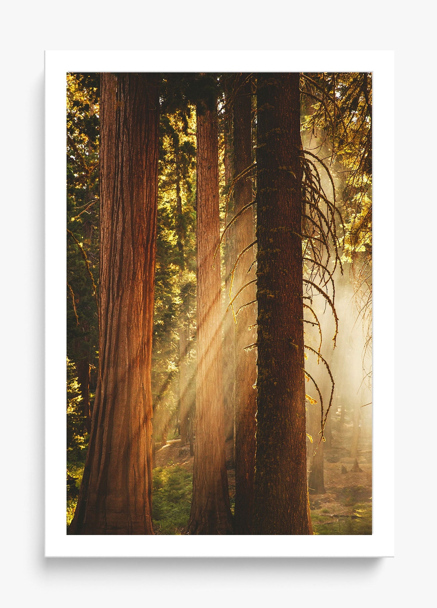 Into The Wilderness Unframed