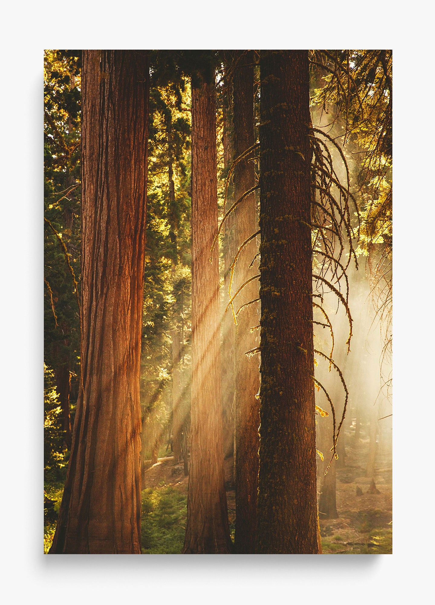 Into The Wilderness Unframed