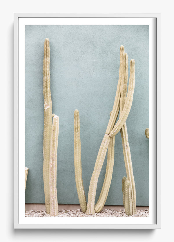 Melrose Cacti in a White frame